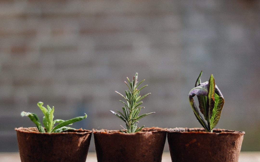 Business Tips: Have You Got a Plan For Growth In Your Business? 2024